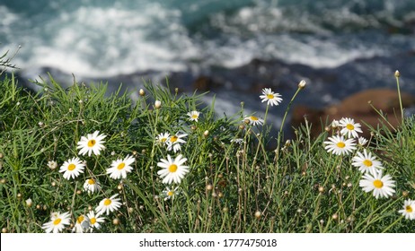 886 Seaside daisy Images, Stock Photos & Vectors | Shutterstock