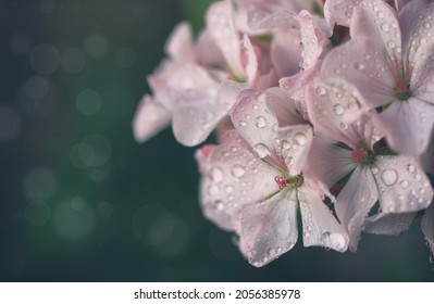 simple white pink geranium flowers in drops of water, macro, closeup, selective focus