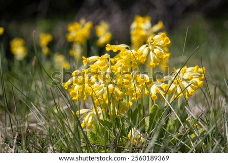 Similar – Image, Stock Photo Bright messenger of spring