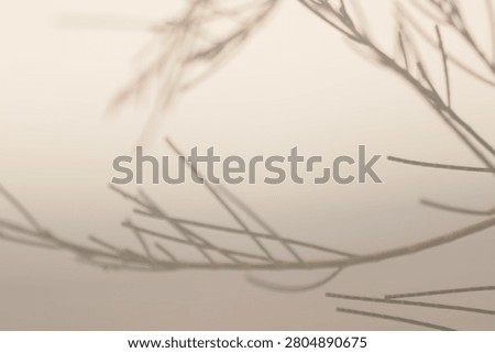 In the simplicity of its colors, this interweaving of branches holds aesthetic beauty.