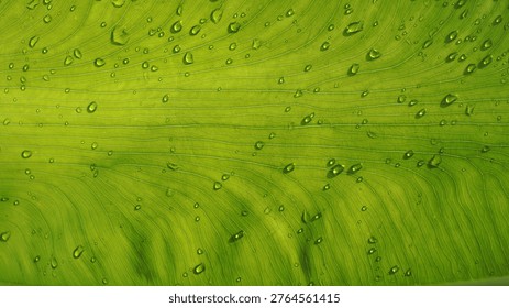 Simplicity in Green.
A modern composition featuring the subtle details of a taro leaf (daun talas). Perfect for aesthetic social media content or minimalist branding.