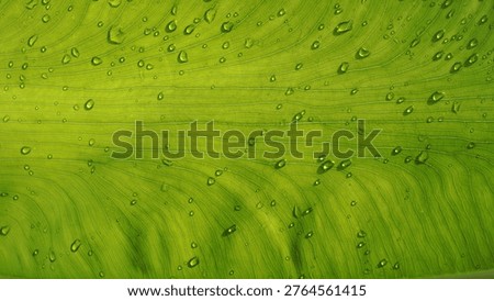 Simplicity in Green.
A modern composition featuring the subtle details of a taro leaf (daun talas). Perfect for aesthetic social media content or minimalist branding.