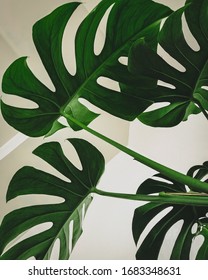simplistic Design of green leaves