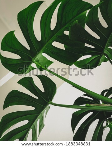 simplistic Design of green leaves