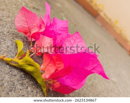 Simplistic Flowers . . .