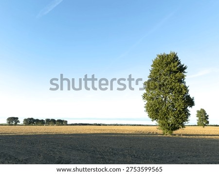 Simplistic landscape with two trees in a field, one closer, another in the distance, long late afternoon shadows