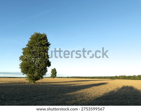 Simplistic landscape with two trees in a field, one closer, another in the distance, long late afternoon shadows