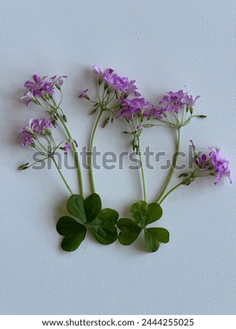 Simplistic still life of pink oxalis on white canvas background