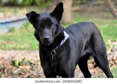 Simply a black dog with a tie