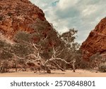 Simpsons Gap with towering red cliffs in the West MacDonnell Ranges