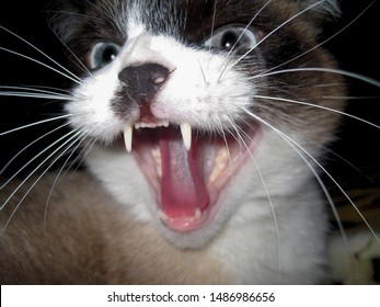  Sims Domestic Cat Hisses With A Bared Mouth And Exposed Fangs 