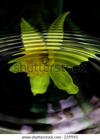 Similar – Image, Stock Photo Lilly Green White Yellow