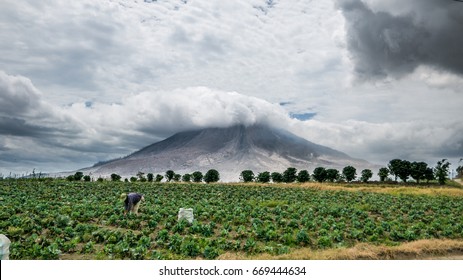 SINABUNG VOLCANO, SUMATRA, INDONESIA - September 28, 2016: Unidentified Woman Farmer Ignores The Volcano Eruption And Continues Her Work. Eruptions Of Sinabung Killed Several People In Recent Years,