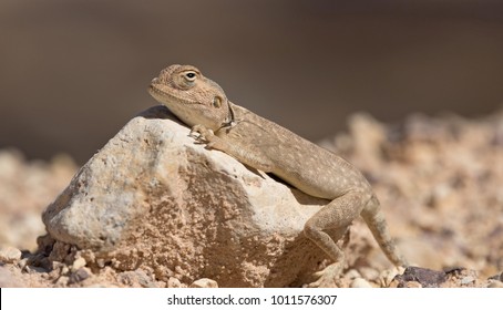 Sinai Agama (Pseudotrapelus Sinaitus), An Agamid Lizard Found In The Arid Areas Of Middle East, Israel