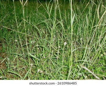 
Since this image appears to be very similar to the first image you provided (a close-up of tall grass blades), I’ll provide a fresh description while keeping it distinct.