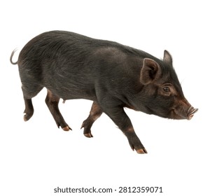 Sinclair Mini Pig Single Sinclair Mini Pig Wal Isolated On White Background