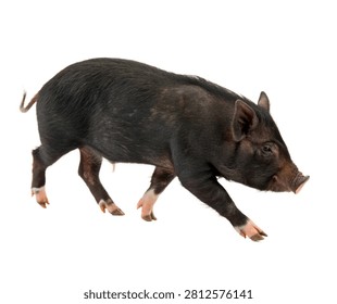 Sinclair Mini Pig Single Sinclair Mini Pig Wal Isolated On White Background