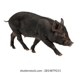 Sinclair Mini Pig Single Sinclair Mini Pig Wal Isolated On White Background