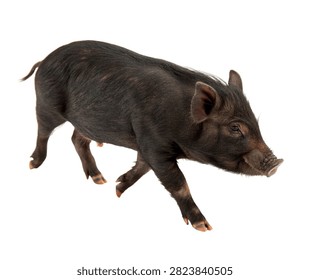 Sinclair Mini Pig Single Sinclair Mini Pig Wal Isolated On White Background