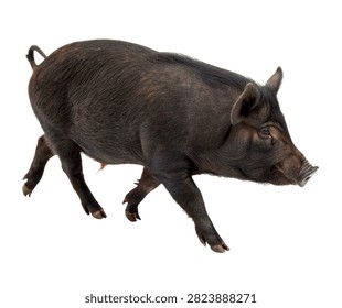Sinclair Mini Pig Single Sinclair Mini Pig Wal Isolated On White Background