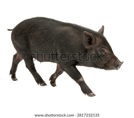 Sinclair Mini Pig Single Sinclair Mini Pig Wal Isolated On White Background