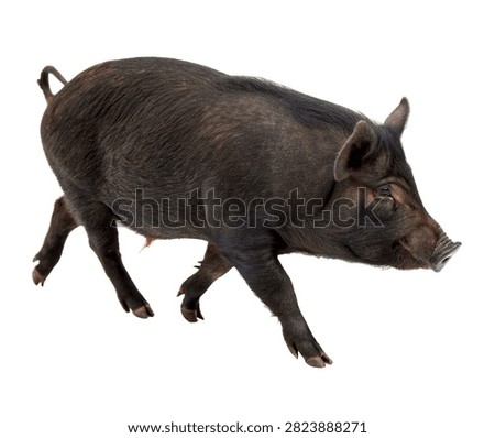Sinclair Mini Pig Single Sinclair Mini Pig Wal Isolated On White Background