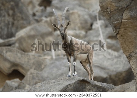 The Sindh ibex or Turkman wild goat (Capra aegagrus blythi) is a vulnerable subspecies of wild goat endemic to southwest Pakistan, and southeast Iran.