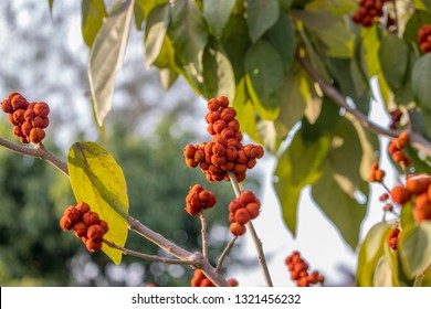 Sindoor Tree In India