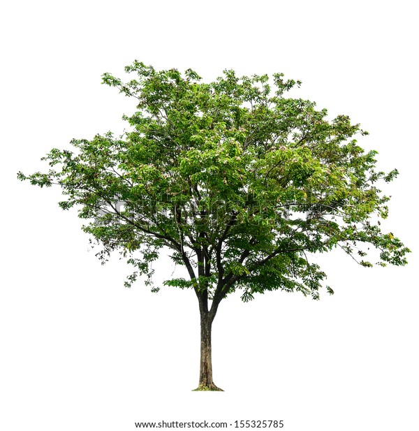 Sindora Siamensis Tree On Isolate White Stock Photo (Edit Now) 155325785