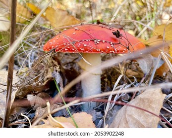 Sinek Agaric mushroom in autumn grass forest and leaves closeup macro photo - Shutterstock ID 2053902248