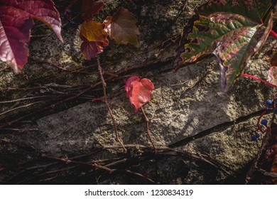 A sing red leaf centered and isolated under the sunlight and shadows on a rock surface.