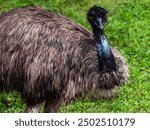 SINGAPORE- 11 AUG 2024: The Emu (Dromaius noaehollandiae), resident only in Australia, is the second largest living bird. The flightless adults are around 1.5 metres (5 feet) tall and weigh over 45kg.