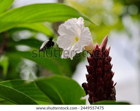 SINGAPORE - 14 APR 2024: 10.21am. A solitary carpenter bee flies towards the inside of the crepe ginger (Cheilocostus speciosus) flower in a garden near the Bird Paradise wildlife park.