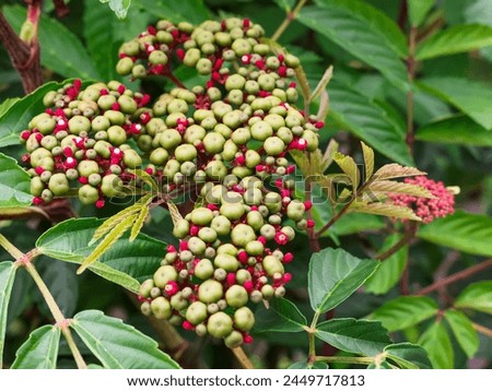 SINGAPORE - 14 APR 2024: 10.29am. Numerous green fruits of Leea rubra are seen in this plant at a public garden in Bird Paradise. 