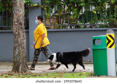 SINGAPORE - `19 JUN 2021: A Foreign Domestic Worker (FDW) Takes The 10-year-old Border Collie For Morning Walks In Lentor Estate. Good Exercises Promote Physical And Mental Well-being Of The FDW. 