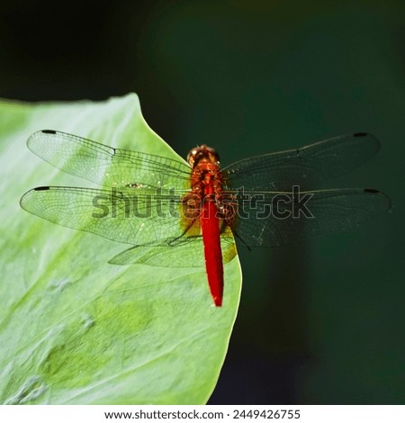 SINGAPORE - 22 APR 2010: 9.35am. The Scarlet Skimmer (Crocothemis erythraea) on a lotus leaf in a pond in Kampong Java, near Kandang Kerbau hospital. Rarely seen dragonfly owing to habitat loss.