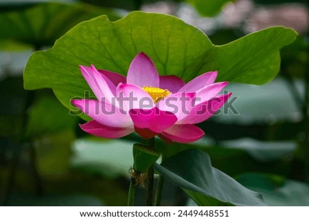SINGAPORE - 22 APR 2010: The lotus flower (Nelumbo nucifera) has a thick stem and grow  up to 30 - 35 cm (12 - 14 in) in diameter. Some cultivated varieties have over 3000 petals in a single blossom.