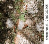 SINGAPORE - 23 MAR 2019: Asian Weaver Ants (Oecophylla smaragdina) are arboreal ants. They build colonies of nests made of leaves stitched together. They target multiple pollinators in rainforests. 