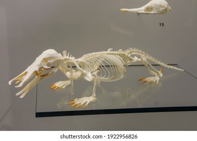 Singapore 23th Feb 2021: Model  Of Platypus (Ornithorhynchus Anatinus) Skeleton In Lee Kong Chian Natural History Museum.
It Is A Semiaquatic, Egg-laying Mammal Endemic To Eastern Australia.  