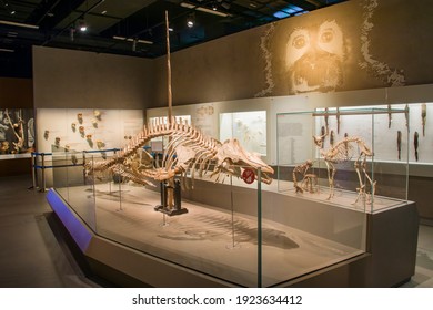 Singapore 23th Feb 2021: The Skeleton Of Short Finned Pilot Whale (Globicephala Macrorhynchus) In Lee Kong Chian Natural History Museum. The Collection From Malaysia Selangor, Year 1912.