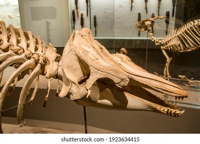 Singapore 23th Feb 2021: The Skeleton Of Short Finned Pilot Whale (Globicephala Macrorhynchus) In Lee Kong Chian Natural History Museum. The Collection From Malaysia Selangor, Year 1912.