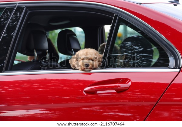 SINGAPORE - 29\
JAN 2022: A pet dog goes for a car drive outing with family. Dogs\
are family in urbanised Singapore.\
