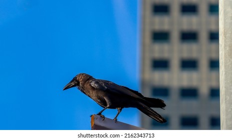 SINGAPORE - 29 MAY 2022: Suntec City. The Native Large-billed Crow (Corvus Macrorhynchos) Has A Raven-like Appearance. Ravens Also Have Throat Hackles (hairs), But They Are Not Found In Singapore.