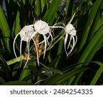 SINGAPORE - 3 JUL 2024: 8.19am. Bright sunshine onto the blossoming white spider lilies (Hymenocallis littoralis) in public gardens forge mental wellness in visitors and passers-by.  