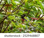 SINGAPORE - 4 OCT 2024: 9.45am. The Crimson sunbird (Aethopyga siparaja) is small-sized, less than 8 cm long. It feeds largely on nectar, hovering but usually perched. Rarely sighted in public gardens