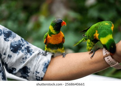 Singapore, Asia, South East Asia, a colorful bird perched on top of a hand