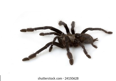 18 Singapore blue tarantula Images, Stock Photos & Vectors | Shutterstock