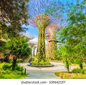 SINGAPORE - FEBRUARY 14, 2016: Supertrees at Gardens by the Bay. The tree-like structures are fitted with environmental technologies that mimic the ecological function of trees. - Shutterstock ID 539642197