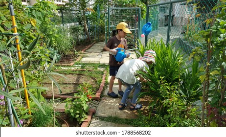 Singapore, Jan 2020: Children Watering At The Home Based Vegetable Garden With Hat And Grove. Sunny Morning. Gardening Is A Healthy, Fun Activity For Children