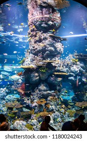 Singapore - Jul 2018: Colorful fishes, corals, reefs, and marine lives exhibited through the big-tank habitat inside S.E.A. aquarium, Sentosa Resort World